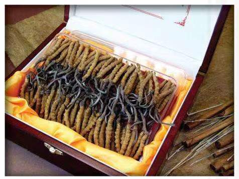 合浦冬虫夏草回收